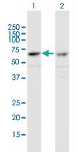 Anti-ZNF284 Mouse Polyclonal Antibody