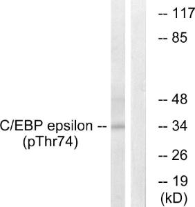 Antibody A94367-100