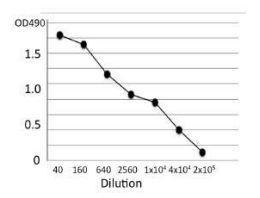 Anti-Phospholipase C Antibody