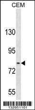 Anti-TGFBRAP1 Rabbit Polyclonal Antibody