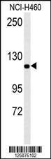 Anti-IPO7 Rabbit Polyclonal Antibody