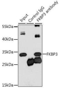 Immunoprecipitation analysis of 200 µg extracts of MCF-7 cells using 3 µg of Anti-FKBP25 Antibody (A10024). This Western blot was performed on the immunoprecipitate using Anti-FKBP25 Antibody (A10024) at a dilution of 1:1000