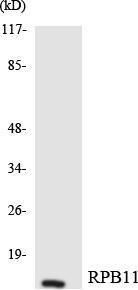 Anti-RNA polymerase II RPB11 Rabbit Polyclonal Antibody