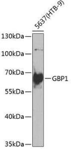 Anti-GBP1 Rabbit Polyclonal Antibody