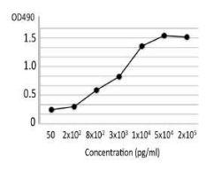 Anti-Phospholipase C Antibody