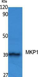 Western blot analysis of various cells using Anti-MKP1 Antibody