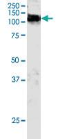 Anti-CBL Goat Polyclonal Antibody