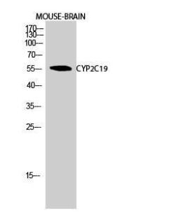 Antibody A96272-100