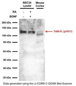 Anti-TrkB (phospho Y816/Y817) Rabbit Polyclonal Antibody