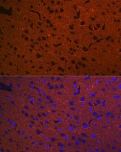 Anti-Syntaxin 1a Rabbit Monoclonal Antibody [clone: ARC2403]