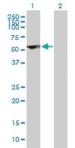 Anti-ZNF232 Mouse Polyclonal Antibody