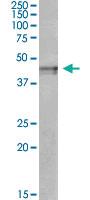 Anti-OPRK1 Goat Polyclonal Antibody