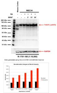 Anti-TrkB (phospho-Ser478) Rabbit Polyclonal Antibody