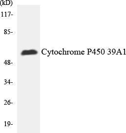 Western blot analysis of the lysates from HepG2 cells using Anti-Cytochrome P450 2C19 Antibody