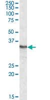 Anti-PPP4C Goat Polyclonal Antibody