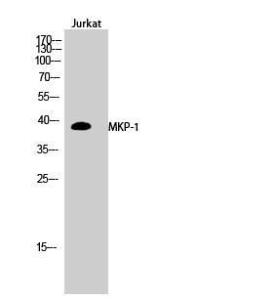 Western blot analysis of Jurkat cells using Anti-MKP1 Antibody