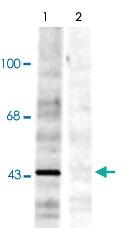 Anti-EFNB Rabbit Polyclonal Antibody