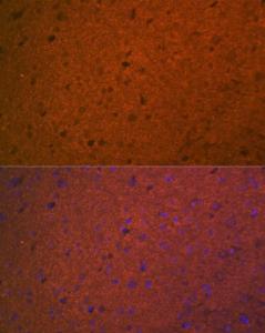 Anti-Syntaxin 1a Rabbit Monoclonal Antibody [clone: ARC2403]