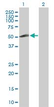 Anti-ZNF232 Rabbit Polyclonal Antibody