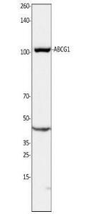 Anti-ACTB Rabbit Polyclonal Antibody (HRP (Horseradish Peroxidase))