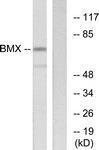 Anti-BMX Rabbit Polyclonal Antibody