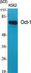 Western blot analysis of various cells using Anti-OCT1 Antibody