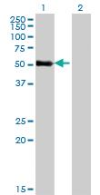 Anti-ZNF232 Mouse Monoclonal Antibody [clone: 1F8]