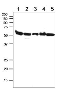 Anti-alpha Tubulin Antibody