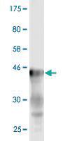 Anti-MAGI1 Mouse Monoclonal Antibody [clone: 3B4]