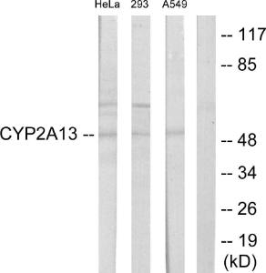 Western blot analysis of lysates from HeLa, 293, and A549 cells using Anti-Cytochrome P450 2A13 Antibody. The right hand lane represents a negative control, where the antibody is blocked by the immunising peptide.