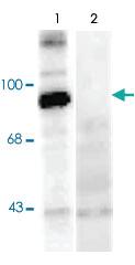 Anti-Dynamin Sheep Polyclonal Antibody