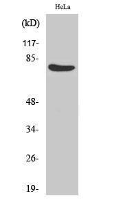 Western blot analysis of HeLa cells using Anti-OCT1 Antibody