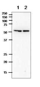 Anti-alpha Tubulin Antibody