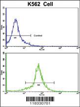 Anti-PCM1 Rabbit Polyclonal Antibody