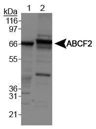 Anti-ABCF2 Rabbit Polyclonal Antibody