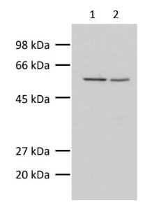 Anti-alpha Tubulin Antibody