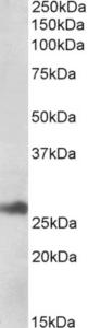 EB11010 (1 µg/ml) staining of Human Liver lysate (35 µg protein in RIPA buffer). Primary incubation was 1 hour. Detected by chemiluminescence.