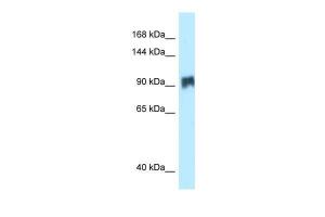 Anti-SIK2 Rabbit Polyclonal Antibody