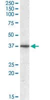 Anti-PPP2R4 Goat Polyclonal Antibody