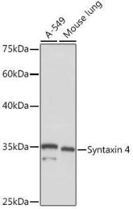 Western blot analysis of extracts of various cell lines, using Anti-Syntaxin 4 Antibody [ARC2113] (A308390) at 1:1,000 dilution. The secondary antibody was Goat Anti-Rabbit IgG H&L Antibody (HRP) at 1:10,000 dilution.