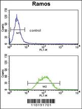 Anti-PCM1 Rabbit Polyclonal Antibody