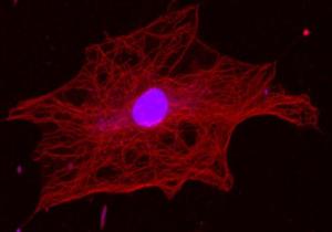 Anti-alpha Tubulin Antibody