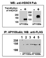 Anti-HDAC9 Rabbit Polyclonal Antibody