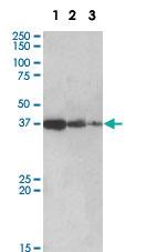 Anti-PPP2R4 Goat Polyclonal Antibody