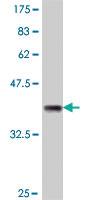 Anti-PON1 Mouse Polyclonal Antibody