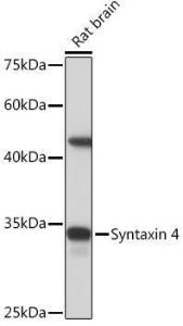 Western blot analysis of extracts of Rat brain, using Anti-Syntaxin 4 Antibody [ARC2113] (A308390) at 1:1,000 dilution. The secondary antibody was Goat Anti-Rabbit IgG H&L Antibody (HRP) at 1:10,000 dilution.