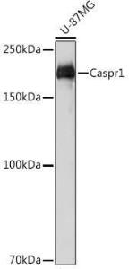 Antibody A305782-100 100 µl