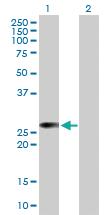 Anti-RALB Mouse Polyclonal Antibody