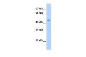 Anti-SERPINE1 Rabbit Polyclonal Antibody