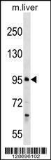 Anti-PROSER1 Rabbit Polyclonal Antibody (Biotin)